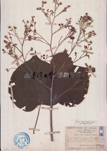克蘭樹藏品圖，第1張