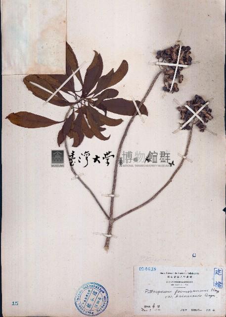 臺灣海桐藏品圖，第1張