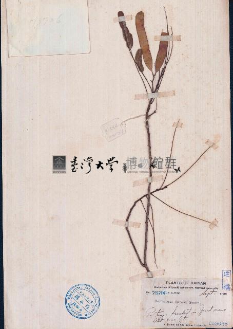 藤黄檀藏品圖，第1張