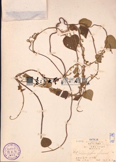 細圓藤藏品圖，第1張