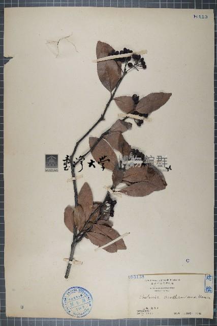 石楠藏品圖，第1張