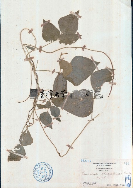 假菜豆藏品圖，第1張