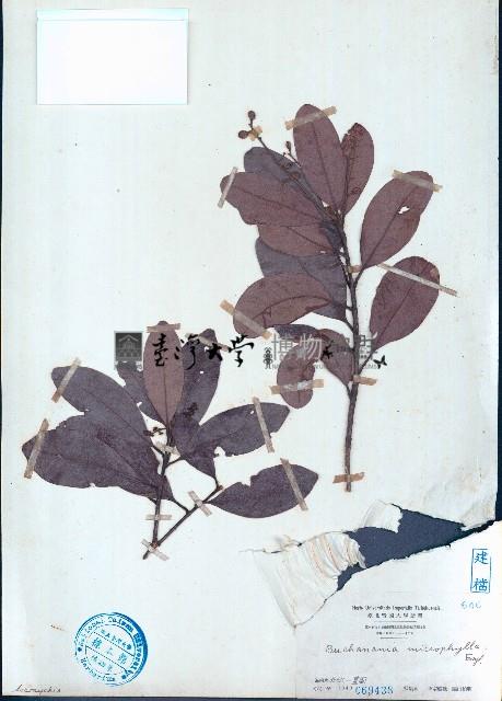 小葉山檨子藏品圖，第1張