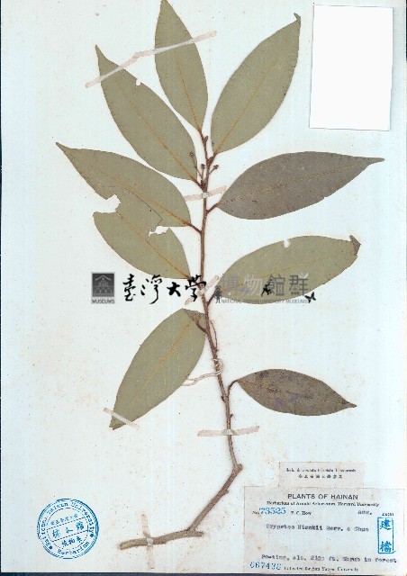 瓊中核果木藏品圖，第1張