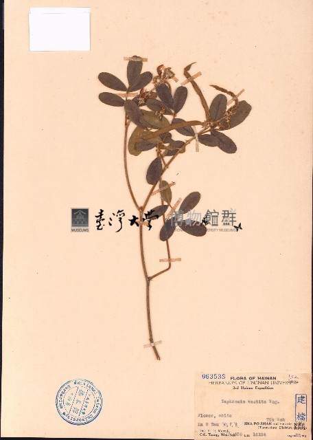 黄灰毛豆、黄毛灰葉藏品圖，第1張