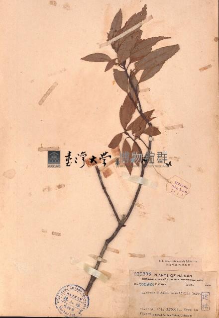 櫟子青岡、櫟子椆藏品圖，第1張