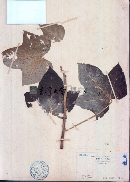 痲瘋樹藏品圖，第1張