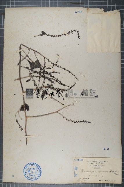 漿果莧藏品圖，第1張