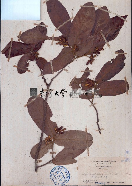皂帽花藏品圖，第1張