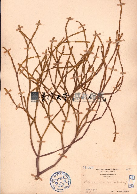 扁枝槲寄生藏品圖，第1張