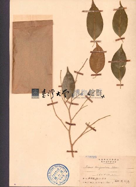 垂葉榕、小葉榕藏品圖，第1張