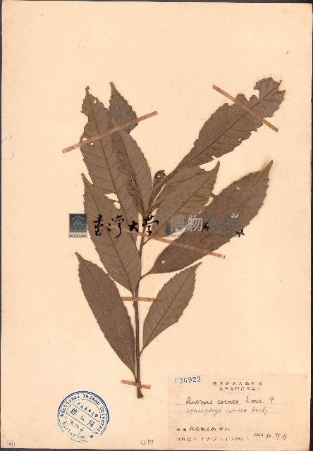 煙斗柯、煙周椆藏品圖，第1張