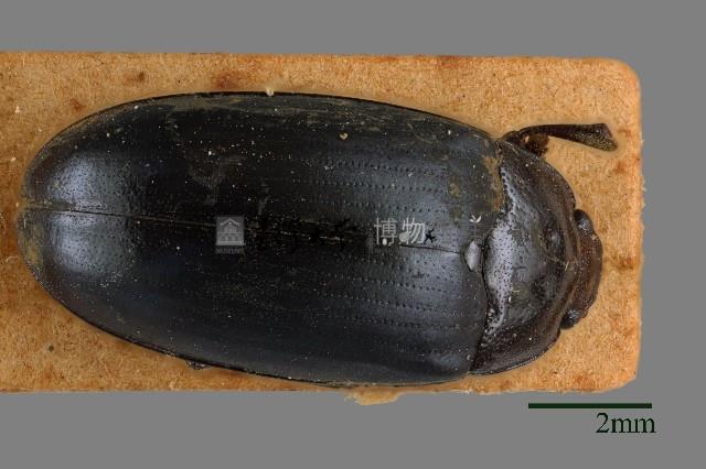 大蕈蟲藏品圖，第1張