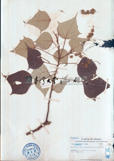 白匏仔藏品圖，第1張
