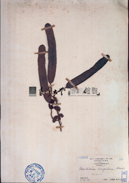 長序首冠藤藏品圖，第1張