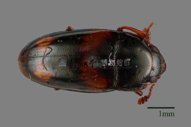 大蕈蟲藏品圖，第1張