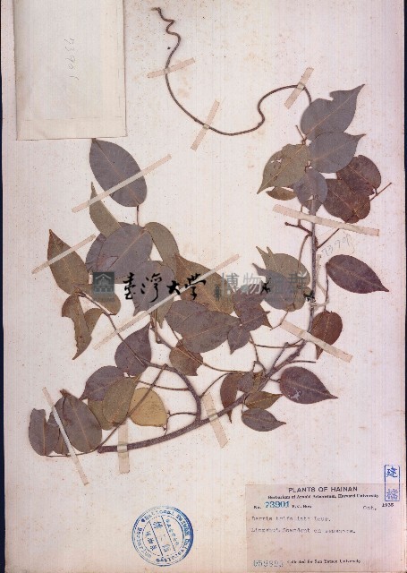 三葉魚藤藏品圖，第1張