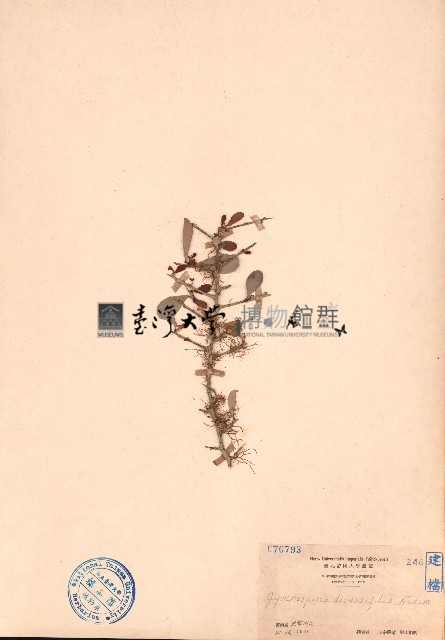 刺裸實、北仲藏品圖，第1張