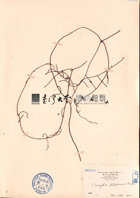 無根藤、無根草藏品圖，第1張