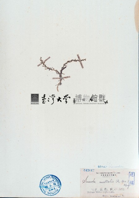 南方碱蓬藏品圖，第1張