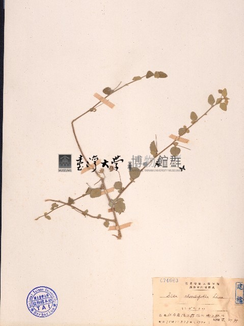 金午時花藏品圖，第1張