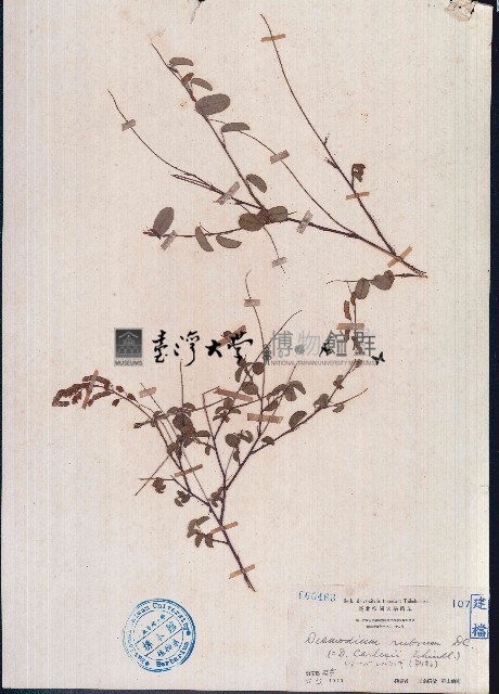 赤山螞蝗、赤山綠豆藏品圖，第1張