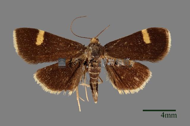 螟蛾藏品圖，第1張