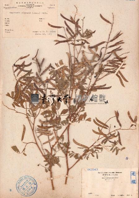 灰毛豆藏品圖，第1張