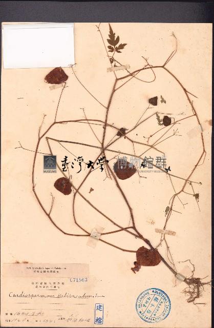 倒地鈴藏品圖，第1張