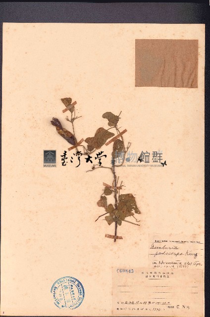 長柄野扁豆、山綠豆藏品圖，第1張