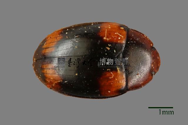 花甲藏品圖，第1張