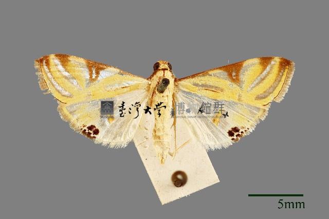 緗帶野螟蛾藏品圖，第1張