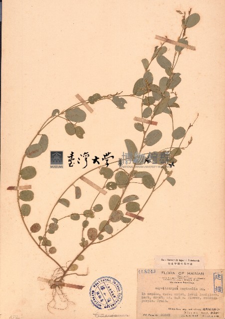 煉莢豆藏品圖，第1張