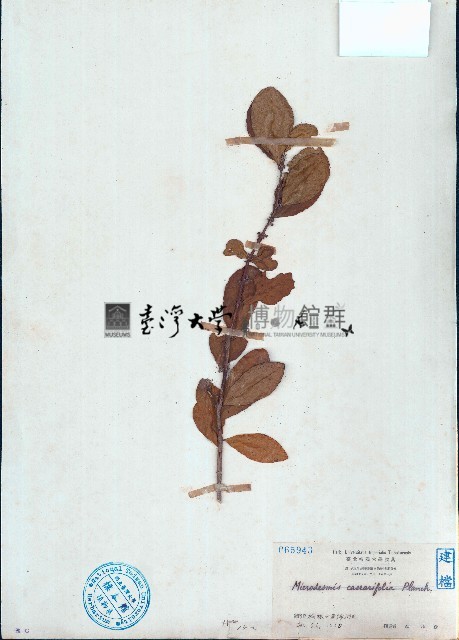 小盤木藏品圖，第1張