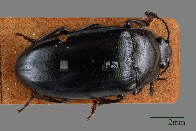 大蕈蟲藏品圖，第1張