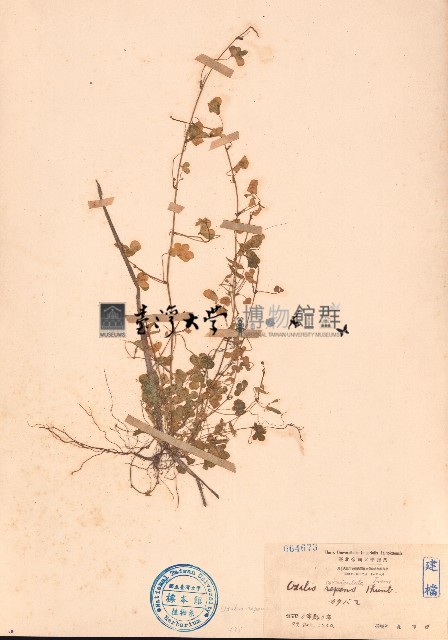 酢漿草藏品圖，第1張