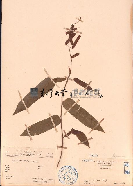 葫蘆茶藏品圖，第1張