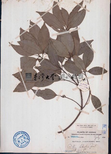 顯脈新木薑子藏品圖，第1張