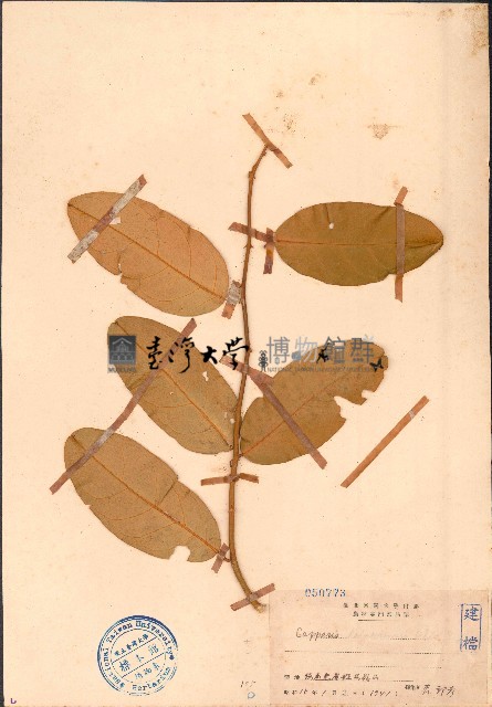 海南山柑藏品圖，第1張