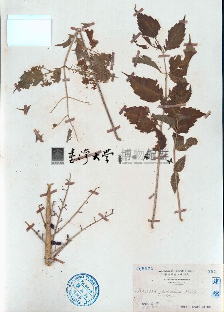 鴉膽子藏品圖，第1張