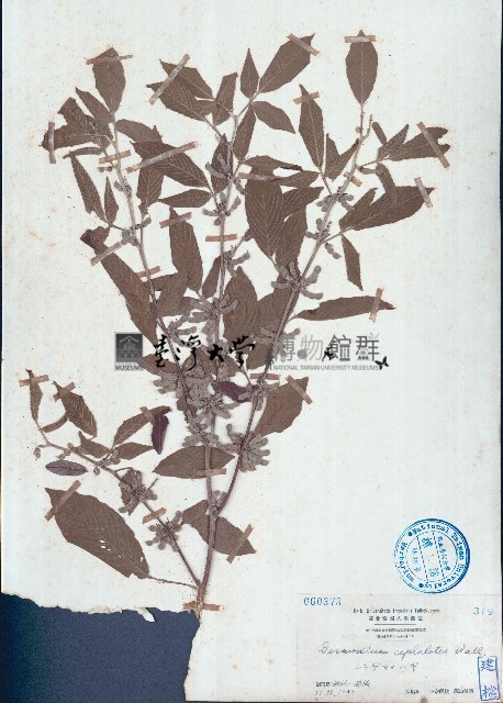 假木豆藏品圖，第1張