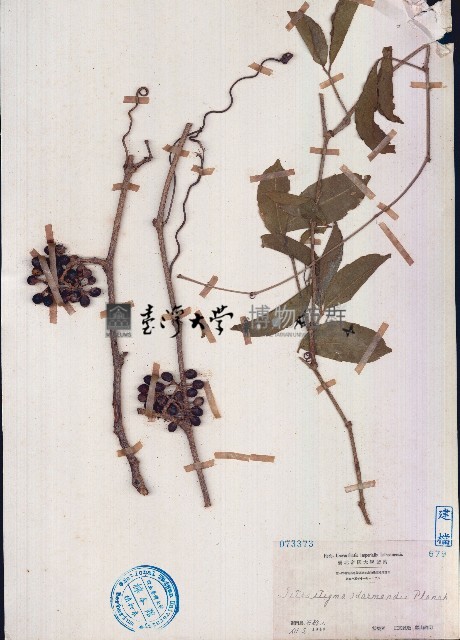 扁擔藤藏品圖，第1張