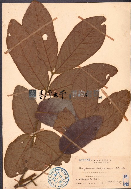 赤才藏品圖，第1張