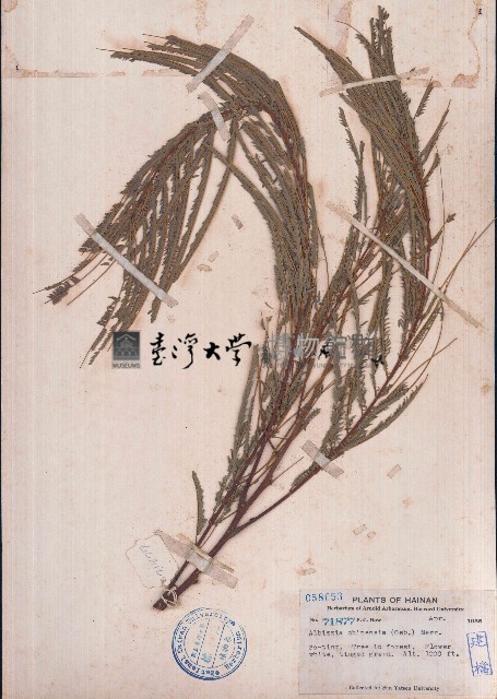 楹樹藏品圖，第1張