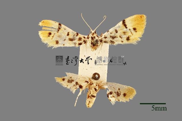 螟蛾藏品圖，第1張