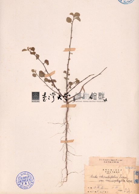 細葉金午時花藏品圖，第1張