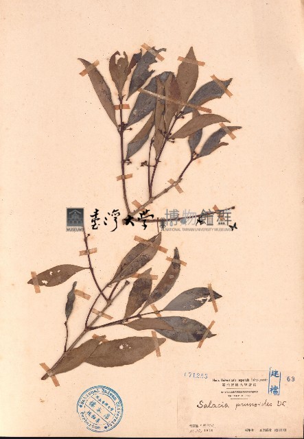 五層龍藏品圖，第1張