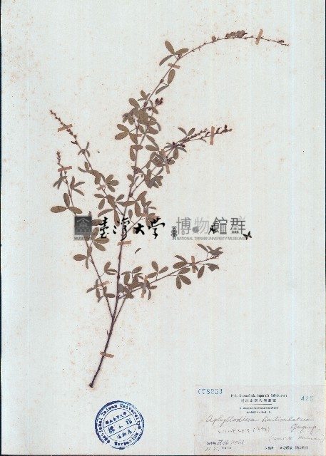 兩節豆藏品圖，第1張