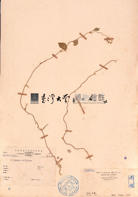 長硬皮豆藏品圖，第1張
