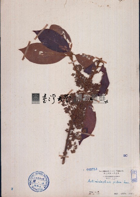毛黄肉楠藏品圖，第1張